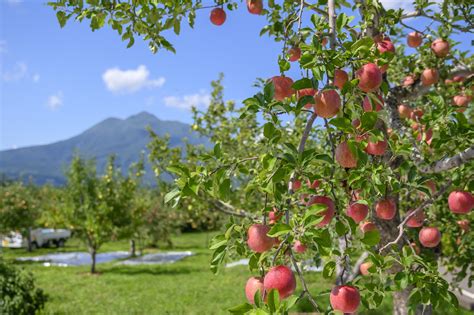 青森 有名な食べ物 ～ りんごだけじゃない、青森の食文化を探る